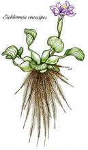 :  > Vodní hyacint (Eichhornia crassipes)