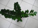 Pokojové rostliny:  > Zamiokulkas (Zamioculcas zamiifolia)