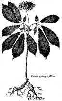 :  > enen (Panax ginseng)