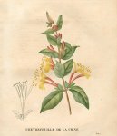 Pokojové rostliny:  > Zimolez Japonský (Lonicera japonica)