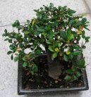 Pokojové rostliny:  > Zimostráz (Buxus Harlandii)