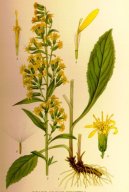 :  > Zlatobl obecn (Solidago virgaurea L.)