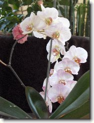 Phalaenopsis