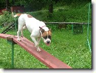 american bulldog /typ standart/..16ms.fenka