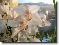 cymbidium