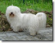 Coton de Tulear