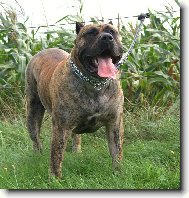 dogo canario