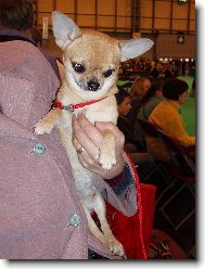 Z nvtvy Crufts 2007