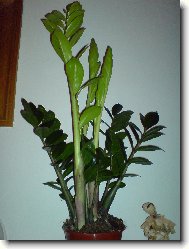 zamioculcas