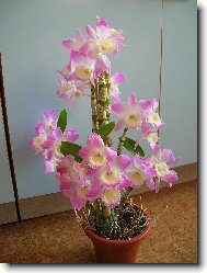 Dendrobium nobile