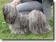 Lhasa Apso