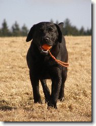 Labrador retriever