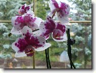 Phalaenopsis