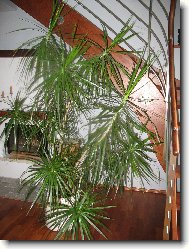 dracena marginata