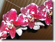 Phalaenopsis