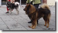 Eurasier - psi ampioni