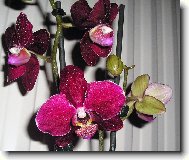 Phalaenopsis