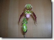 Paphiopedilum