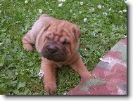 Shar pei Berry - 5 tdn