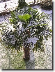 Palma Trachycarpus fortunei