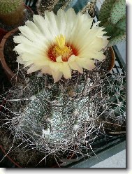 kvetouc kaktus