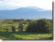 Pod Kilimanrem