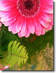 Gerbera