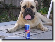 Redbull a Red Bull