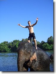 na slonici při koupání slonů v řece (Thajsko -Kanchanaburi )