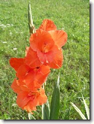 Gladiola