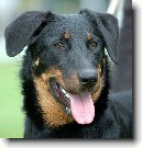 Beauceron