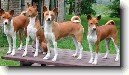 Basenji