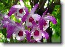 Dendrobium