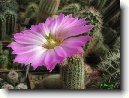 Echinocereus