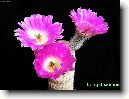 Echinocereus