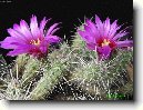 Echinocereus