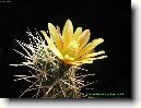 Echinocereus