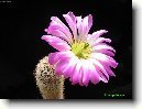 Echinocereus