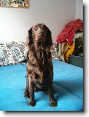 Flat Coated Retriever