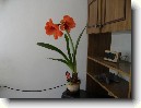 Hv�zdn�k, zornice, amarylis