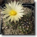 Kaktus Gymnocalycium