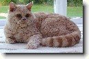 Selkirk-rex