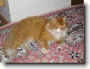 Selkirk-rex
