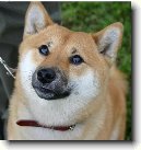 Shiba