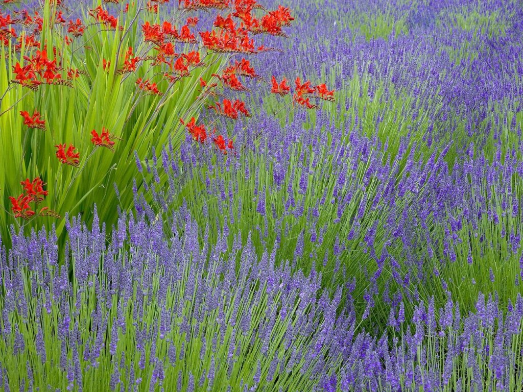 Foto: Lavender And Crocosmia, Bainbridge Island, Washington