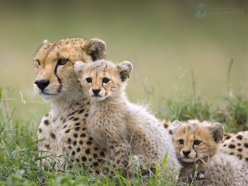 Foto: Cheetah Mother And Cubs, Maasai Mara Reserve, Kenya