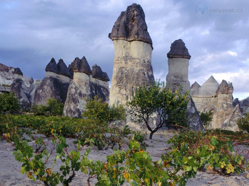 Foto: Grapevines And Fairy Chimneys, Cappadocia, Turkey