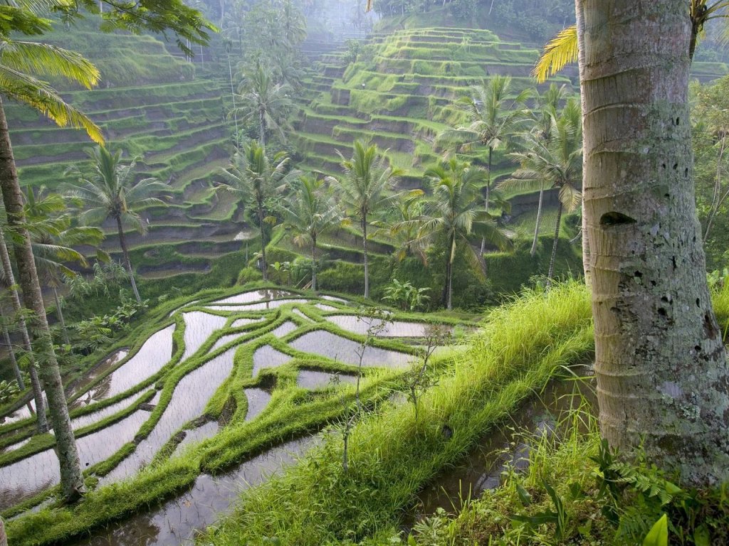 Foto: Terraced Rice Paddies, Ubud Area, Bali, Indonesia