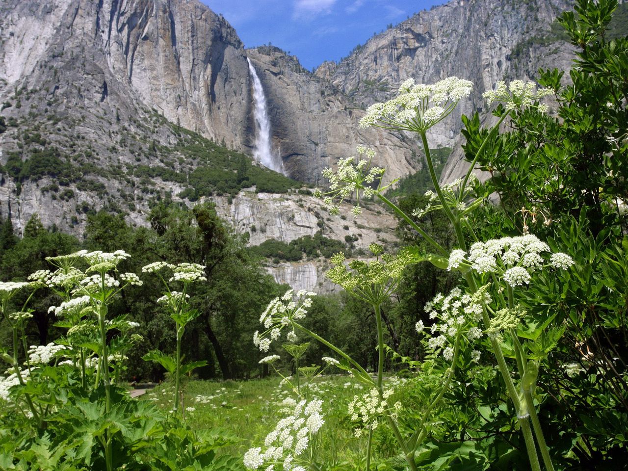 Foto: Milkweed And Upper Yosemite Falls, Yosemite National Park, California