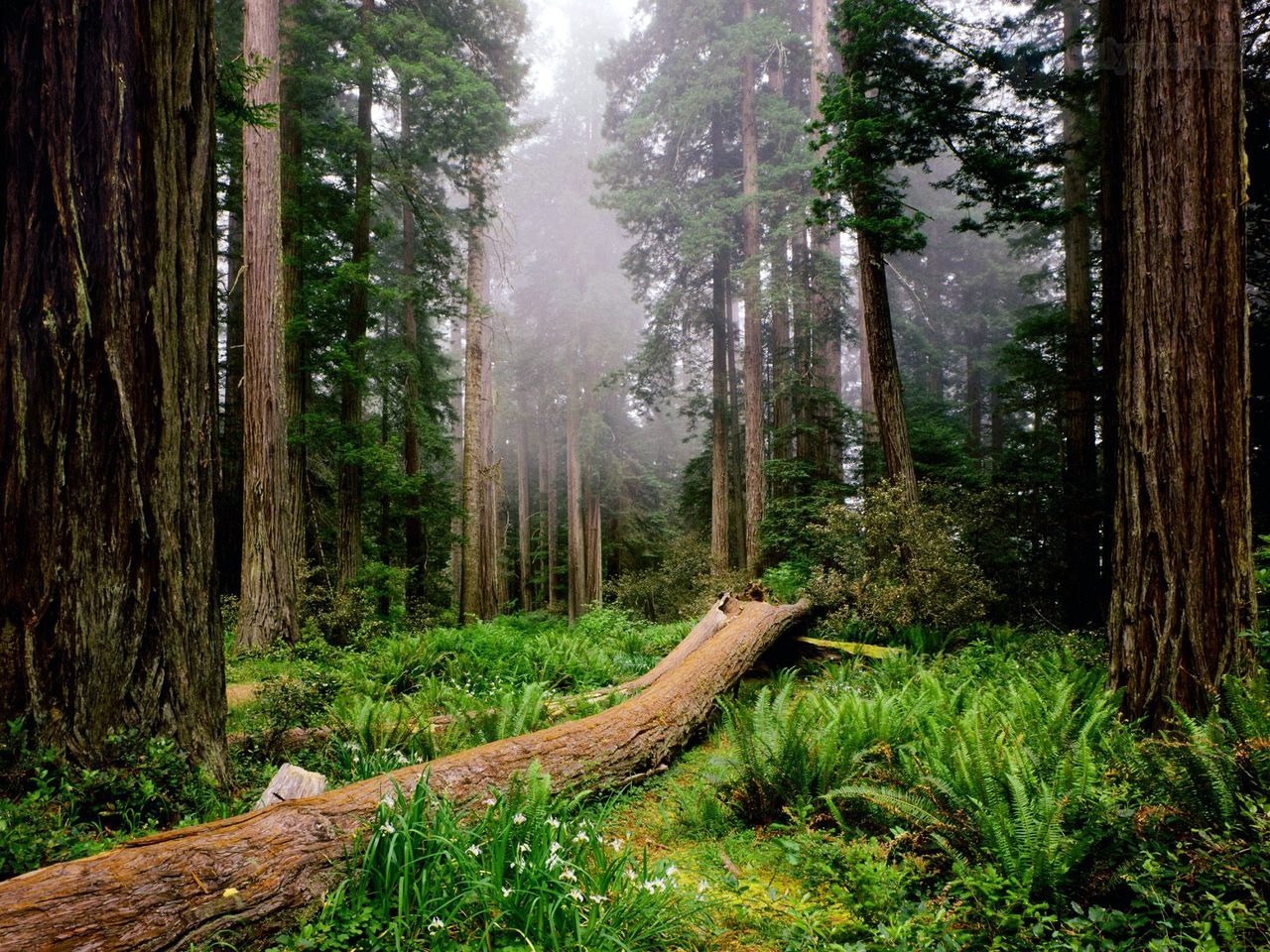 Foto: Fallen Nurse Log, Redwood National Park, California